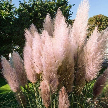 Picture of Grasses - Gynerium Pink Feather (Cortaderia Selloana)
